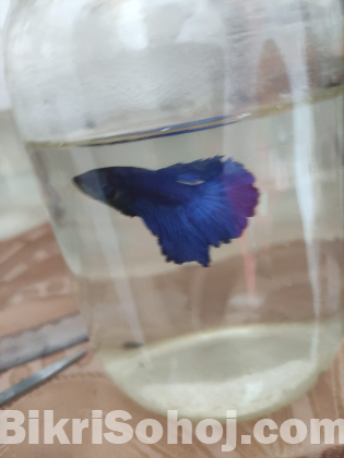 Halfmoon fighter